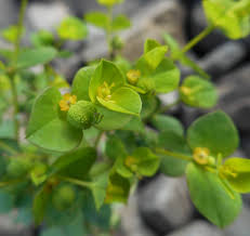 Image result for Euphorbia pseudopetiolata