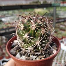 In the jungles of southern mexico, one can encounter various types of lizards, monkeys and colourful birds, such as parrots. Coryphantha Macromeris Sb 841 Eddy Co New Mexico Uhlig Kakteen More Than 5 000 Different Species
