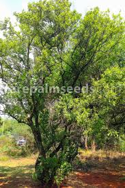 Image result for Kiggelaria africana