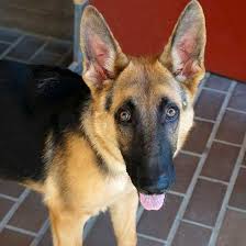 Deirdre brandes founded rancho santa fe veterinary hospital in 2005. Loving Animals Up For Adoption At Rancho Santa Fe S Helen Woodward Animal Center