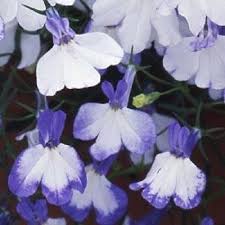 Pin On Lobelia