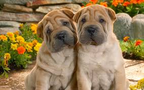 Image result for free desktop wallpaper funny animals