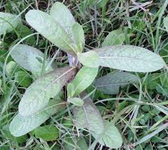 Image result for Neojeffreya