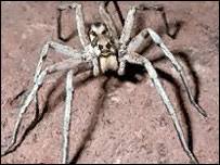 Image result for wolf spider bite skin