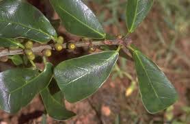 Image result for Ficus craterostoma