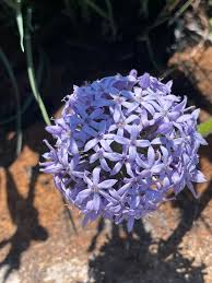 Image result for Pentanisia