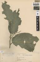 Image result for Strombosia scheffleri