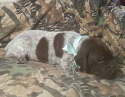 The unregulated breeders who are. German Shorthaired Pointer Puppy For Sale In Sugarcreek Oh Adn 23072 On Puppyfinder Com Gender M Pointer Puppies German Shorthaired Pointer Puppies For Sale