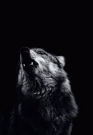 Selahattin Mutlu Adli Kullanicinin Wolf Panosundaki Pin Siyah Kurtlar Uluyan Kurt Hayvanlar