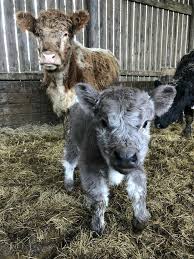 Pin By Tina Toneff On Funny Farm Animals Cute Baby Animals Cute Cows Fluffy Cows