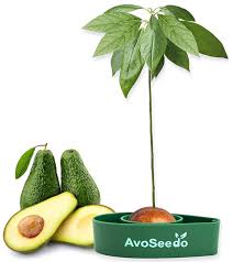 Maybe you would like to learn more about one of these? Avoseedo Avocado Tree Growing Kit Practical Gardening Gifts For Women Mom Sister Best Friend Grow Avocado Plant Indoor With Unusual Pit Grower Boat Kitchen Garden Seed Starter Gift Buy Online