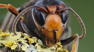 Cientistas criam “armadilha sexual” para atrair vespas gigantes
