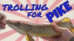 Maybe you would like to learn more about one of these? Northern Pike Fishing With Daredevle Spoons And Johnson Silver Minnow Youtube