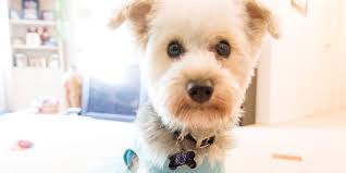 Pet 'parents' pamper to the extreme