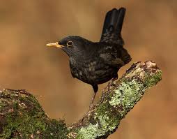 Small Black Bird With Orange Wings And Tail Amsel Kd Amsel Die Schonsten Vogel Amsel Vogel