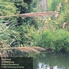 Image result for Loudetia arundinacea