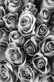 Aesthetic Black And White Flower Background Natural Rose Background Monochrome Black And White Roses Black And White Flowers Gray Aesthetic