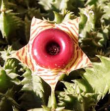 It looks like an agave relative rather than a cactus, but it has thelocacti are smaller cacti that rarely are grown for their ornamental looks (there are a few. Huernia Zebrina Lifesaver Plant Plant Lust