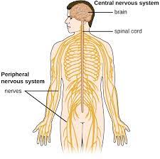 The cns consists of the brain and spinal. Anatomy Of The Nervous System Microbiology