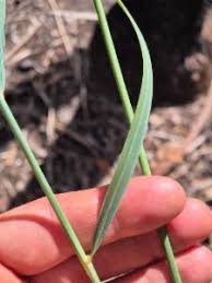 Image result for Arundinella