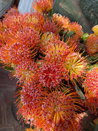 Image result for Protea micans