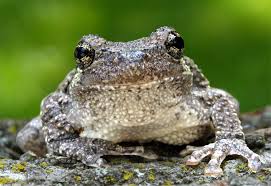 Image result for northern grey tree frog