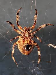 Image result for Neoschumannia