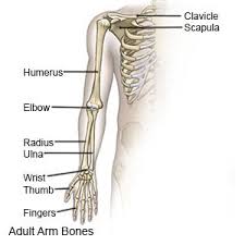 Then go through physical therapy. Elbow Fracture Aftercare Instructions What You Need To Know