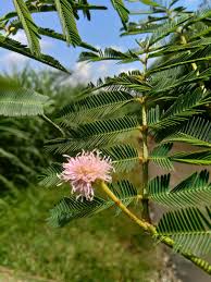 Image result for Mimosa pigra