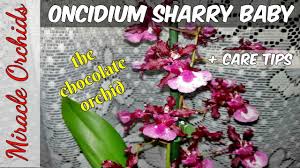 The unique smell of chocolate (some say it leans more towards a honey, vanilla, milk chocolate, candy, or vanilla chocolate scent ) will for sure entice you. How To Care For Oncidium Sharry Baby Sweet Fragrance The Chocolate Orchid Youtube