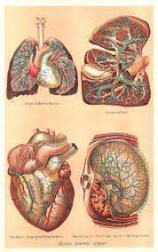 This tutorial demonstrates how to insert and move clipart, and then how to add an arrow shape. This Is A Color Plate From A Vintage Medical And Health Book Showing 4 Human Internal Organs Human Body Clip Art Medical Clip Art Human Anatomy Art Lungs Art
