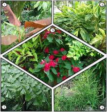 Garden Answers Plant Identification Plants Tropical Plants Free Plants