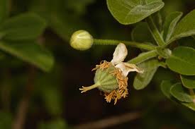 Image result for Xylotheca tettensis