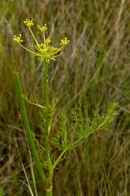 Image result for Afrosciadium rhodesicum