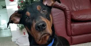 See what do man (dobaman) has discovered on pinterest, the world's biggest collection of ideas. 10 Awesome Doberman Mixes You Need To Feast Your Eyes On