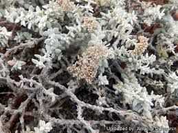 Image result for Polycarpaea