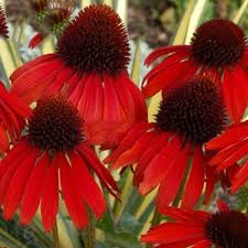 Brand Name Best Garden Seeds Full Bloom Period Spring Type Blooming Plants Applicable Constellation Pisces Flowers Perennials Echinacea Echinacea Purpurea
