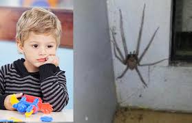 Communément surnommée « araignée violoniste », en référence à la forme en violon de son céphalothorax, elle porte le joli nom latin et officiel, de « loxsceles reclusa ». Un Enfant Liegeois Devore Par Une Araignee Violoniste Geante