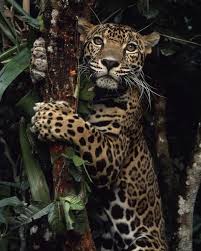 Pin By Emiliano S On Belle Foto Animals Wild Cats Animals Wild