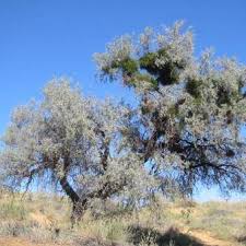 Image result for Acacia haematoxylon