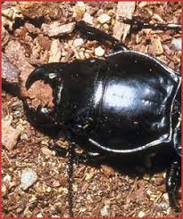 Get a free quote and learn about our addison pest control is the carpet beetle specialist. Carpet Beetles New York Pest Control Exterminator
