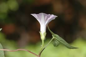 Image result for Ipomoea vernalis