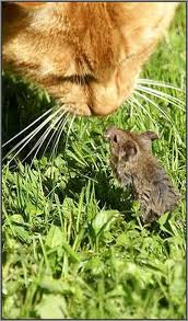 Believe Me I M Too Small For You Photo By Peter Rehm Mouse Cat Kitty Kitten Friends Amazing Shot Nature W Niedliche Tiere Katzen Susse Tiere