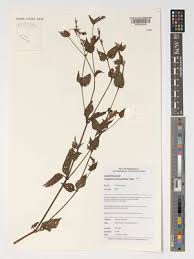 Image result for Asystasia sp. (Biegel 5184)