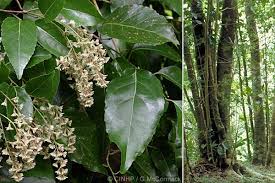 Image result for Homalium