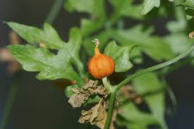 Image result for Kedrostis nana