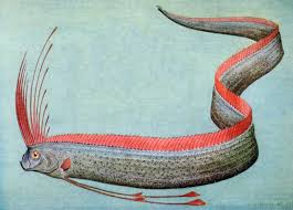 Image result for oarfish