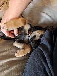 Hours may change under current circumstances Adopt A Pet Petsmart Charities