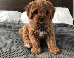 The ultimate guide to choosing your cavapoo puppy, bringing them home and raising this section is dedicated to cavapoo puppies. 4 Best Cavapoo Breeders In Wisconsin 2021 We Love Doodles