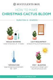 Infographic How To Make Christmas Cactus Bloom Christmas Cactus Christmas Cactus Care Thanksgiving Cactus